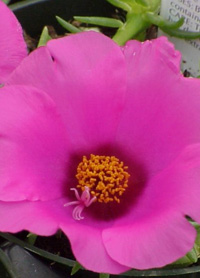 Portulaca 'Samba Rose'